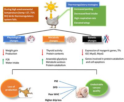 Poultry Response to Heat Stress: Its Physiological, Metabolic, and Genetic Implications on Meat Production and Quality Including Strategies to Improve Broiler Production in a Warming World